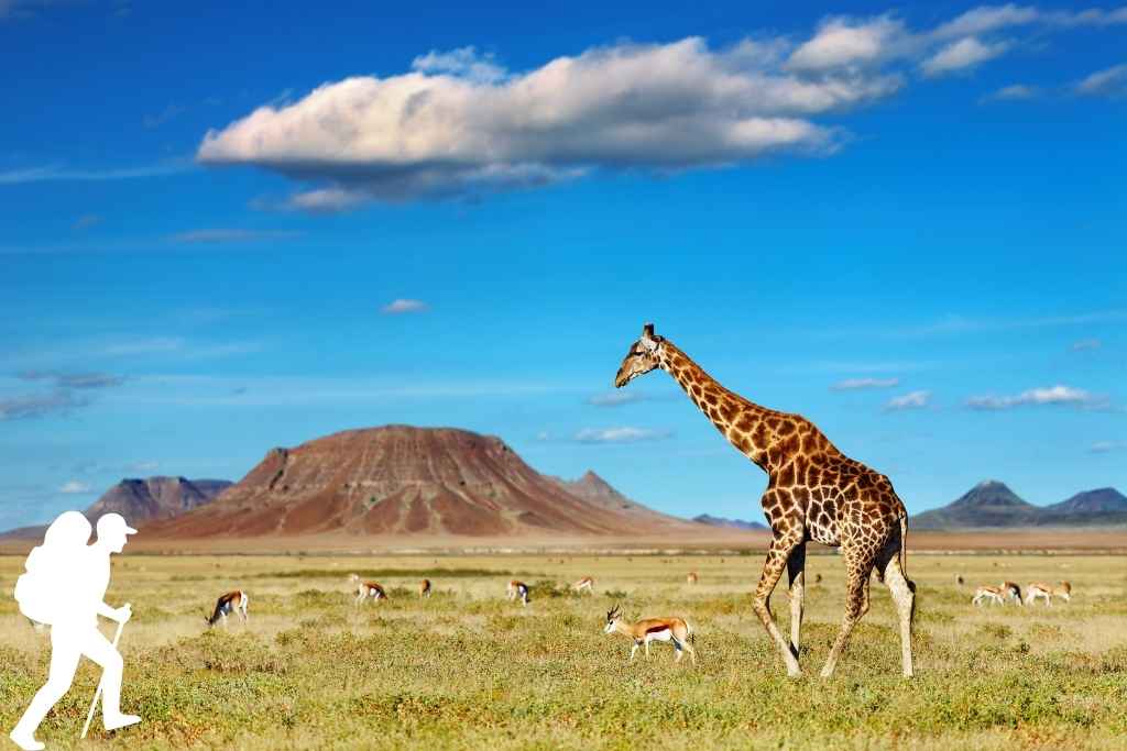 Safari or Beach? Why You Should Experience Both in One Trip